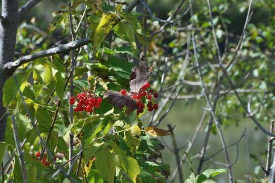 Image of Cranberry-tree