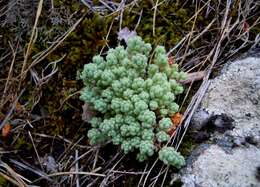 Image of Sedum dasyphyllum subsp. glanduliferum (Guss.) Nyman