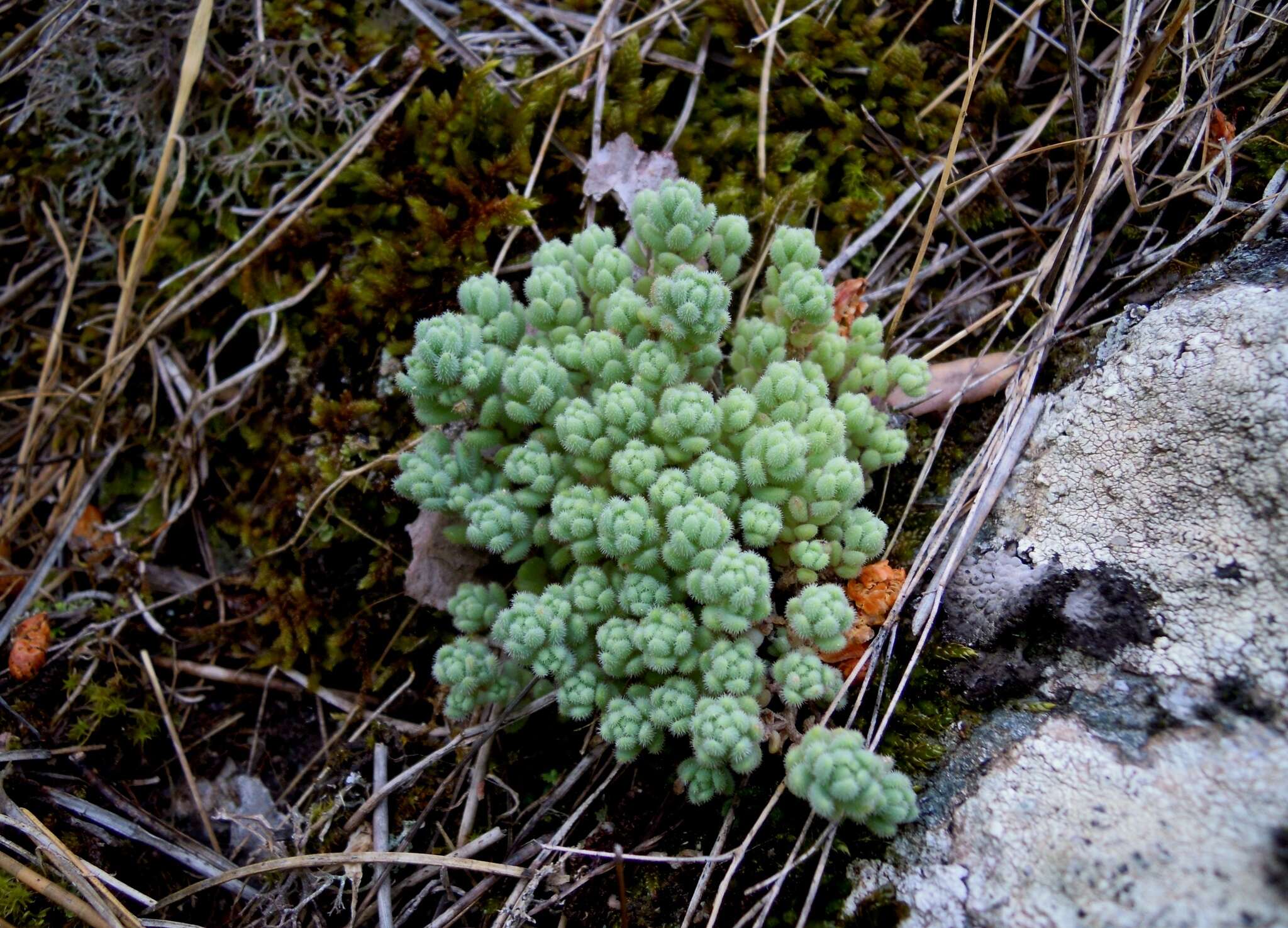 Image of Sedum dasyphyllum subsp. glanduliferum (Guss.) Nyman