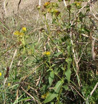 Image of British yellowhead