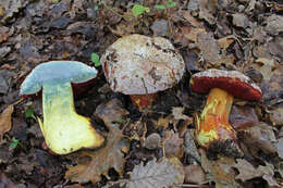 Image of ruddy bolete