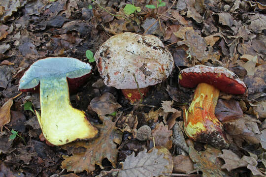 Image of ruddy bolete