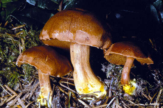 Imagem de Chalciporus piperatus