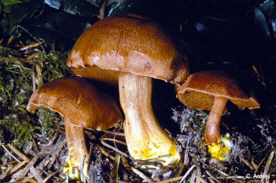 Image of Chalciporus piperatus