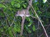 Image of Eastern Woodrat