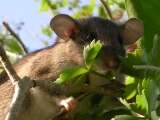 Image of Eastern Woodrat