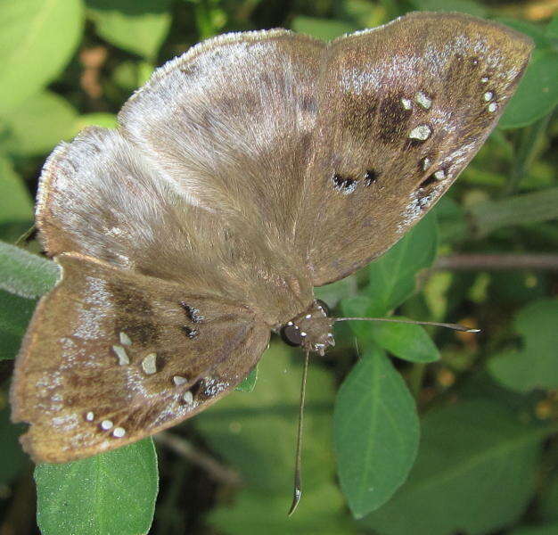 Imagem de Tagiades flesus Fabricius 1781