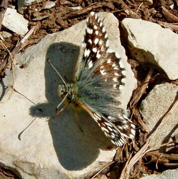 Image of Pyrgus melotis Duponchel 1832