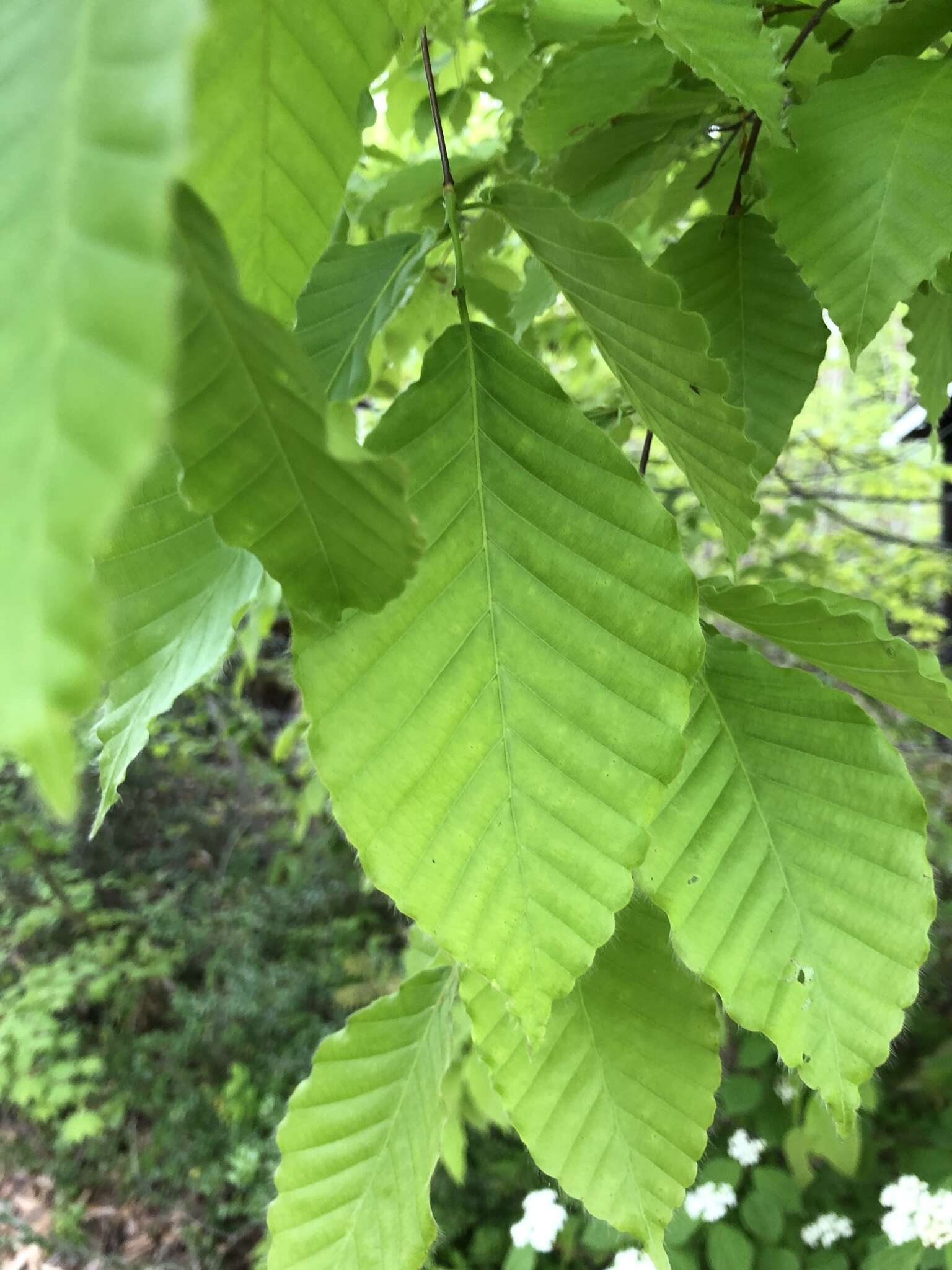 Image of Japanese Beech