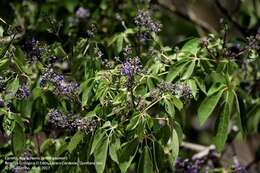 Слика од Vitex gaumeri Greenm.