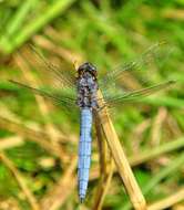 Image of <i>Orthetrum <i>coerulescens</i></i> coerulescens