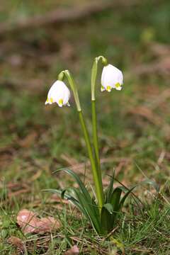 Image of Spring Snowflake