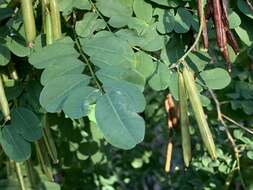 Plancia ëd <i>Indigofera jucunda</i>