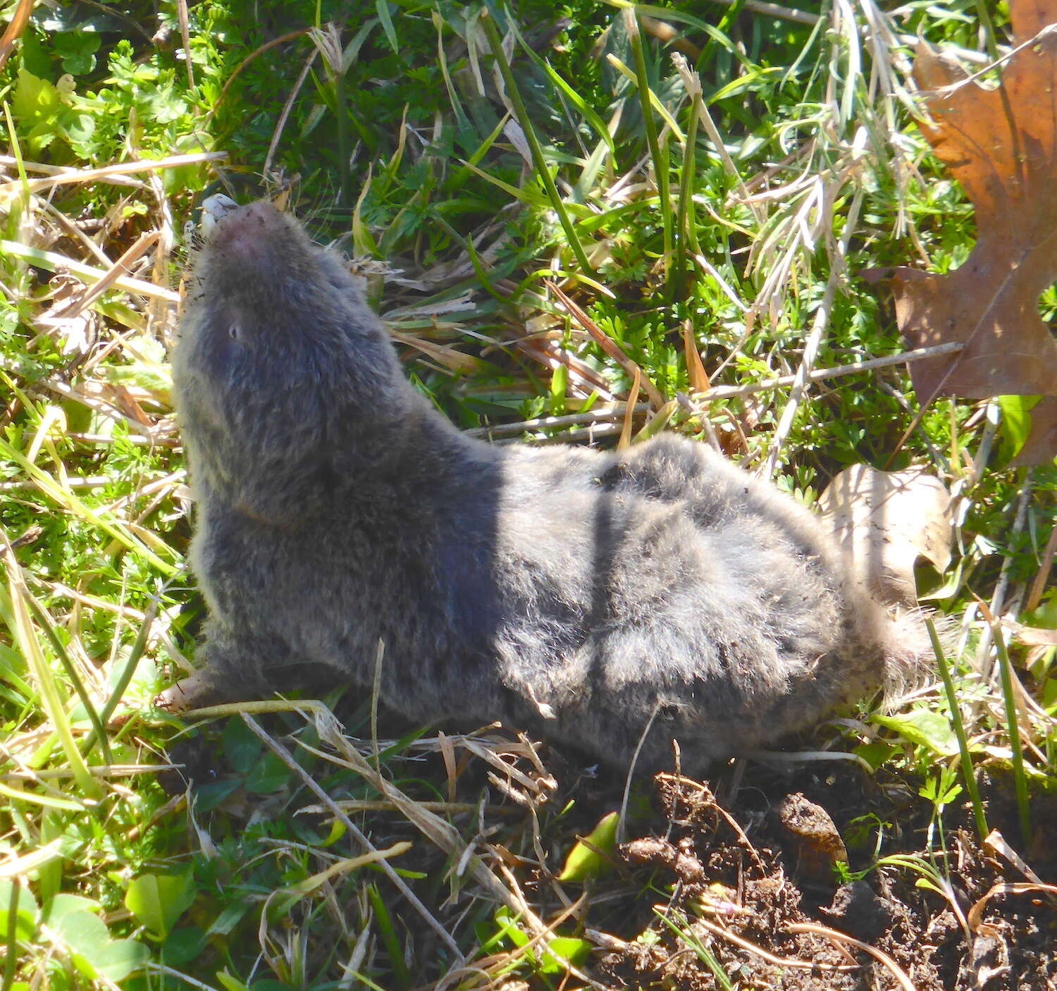 Image of Mole-rats