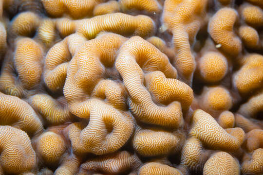 Image of porcelain coral