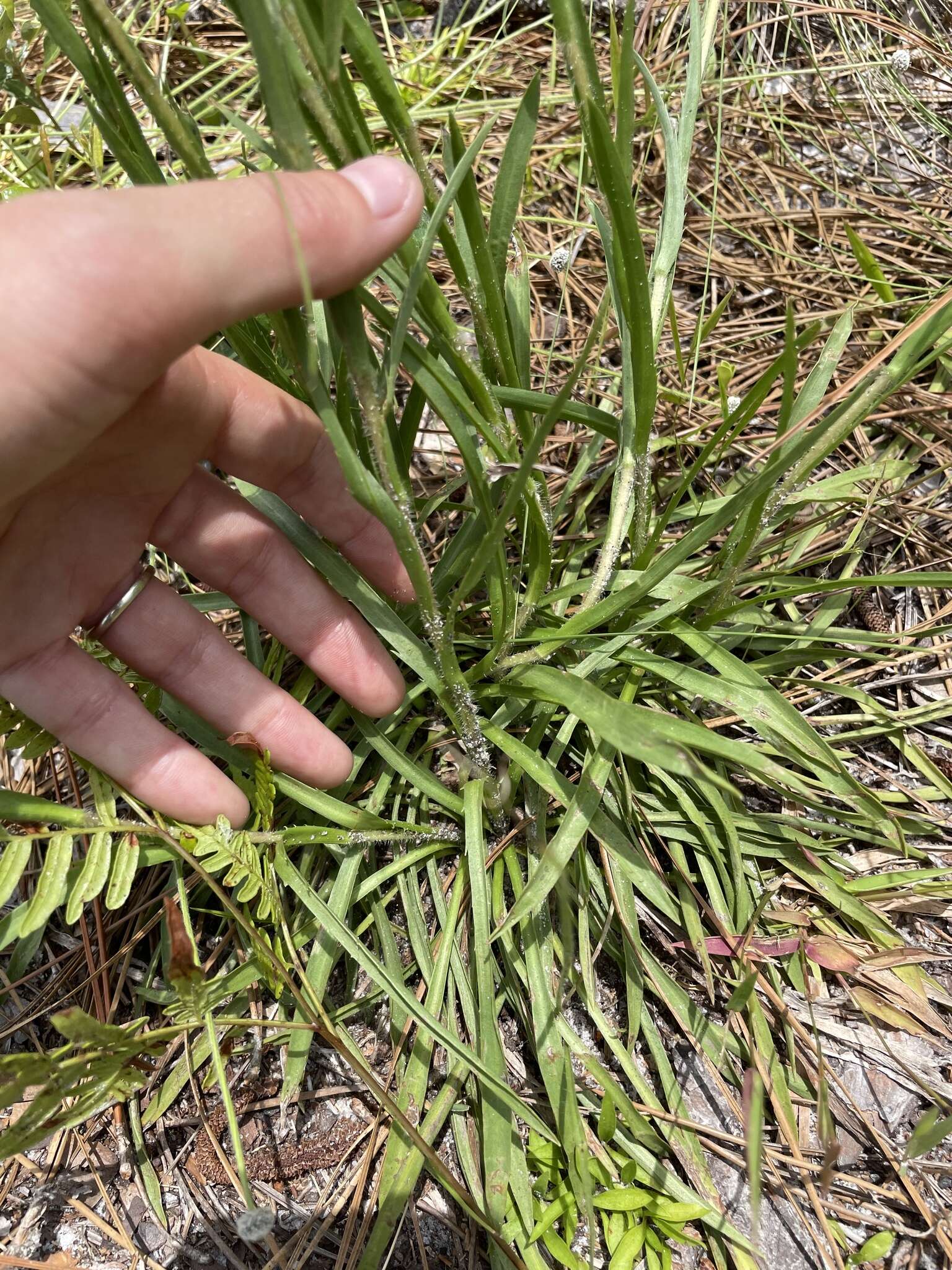 Image of Prickly Grass-Leaf-Aster