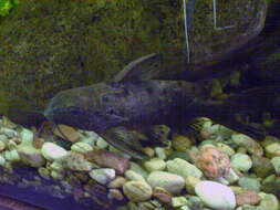 Image of Catfish