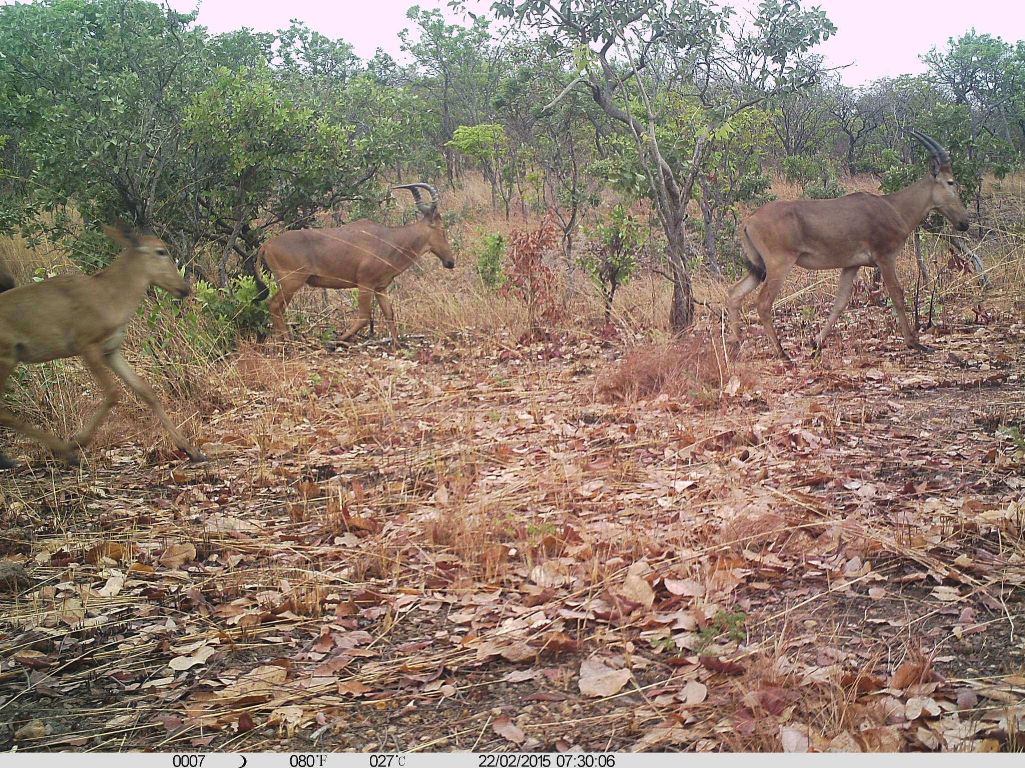 Image of Western Hartebeest