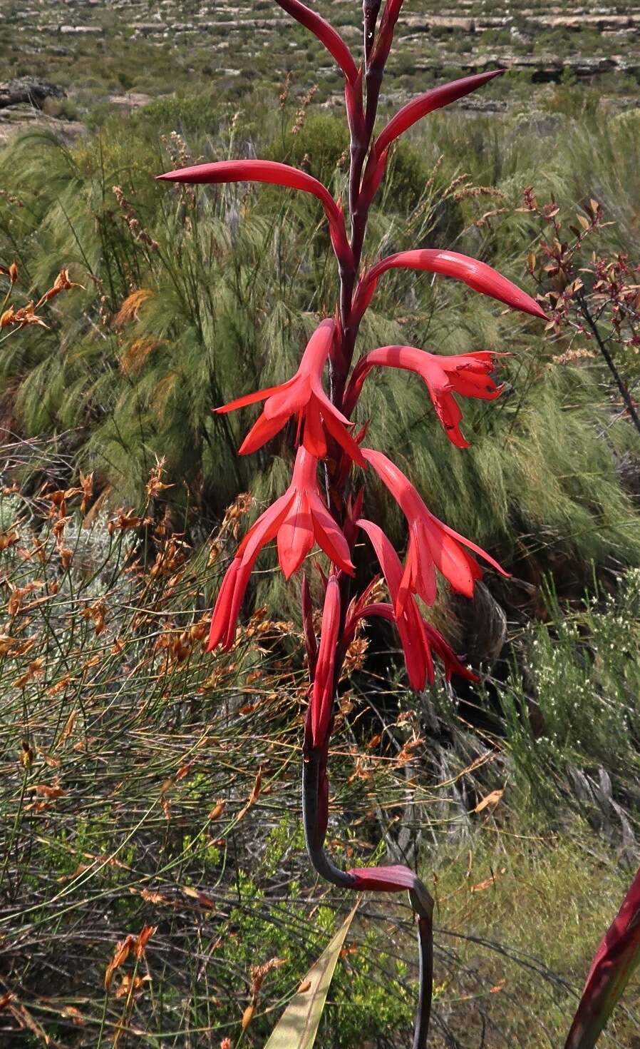 Imagem de Watsonia vanderspuyae L. Bolus