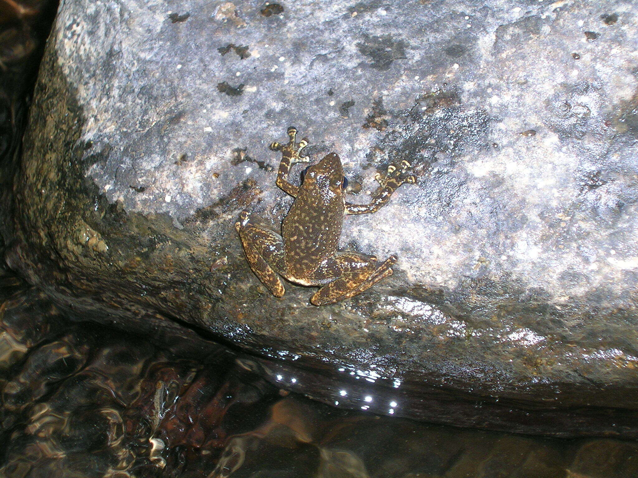 Image of Black Torrent Frog