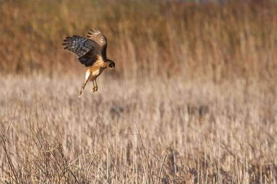 Image of Northern Harrier