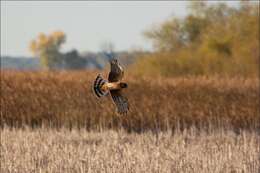 Image of Northern Harrier