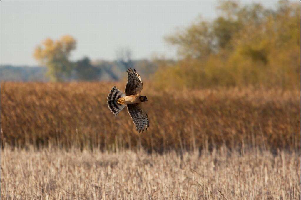 Image of Northern Harrier