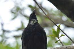 Image de Prosthemadera novaeseelandiae chathamensis Hartert 1928