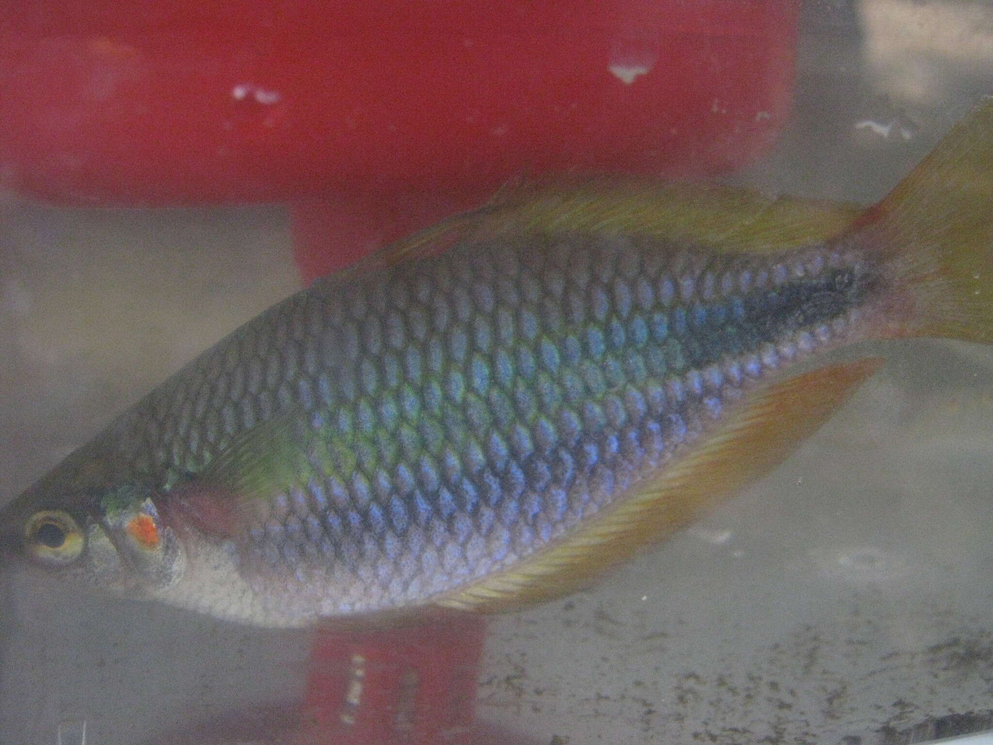 صورة Melanotaenia trifasciata (Rendahl 1922)