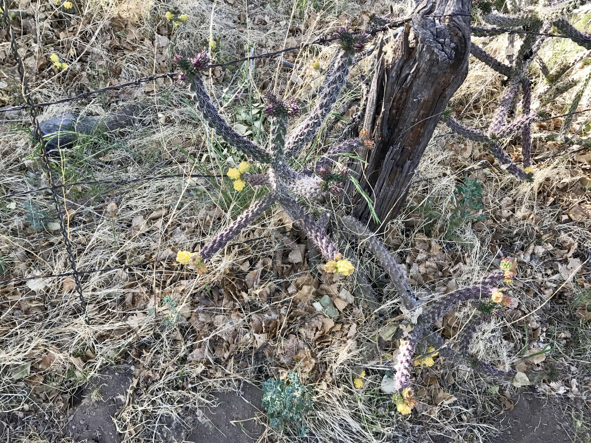 Image of Cylindropuntia imbricata subsp. spinosior