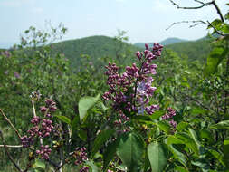 Image of Common Lilac