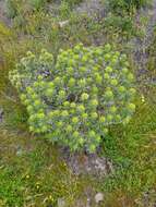 Plancia ëd Echium aculeatum Poir.