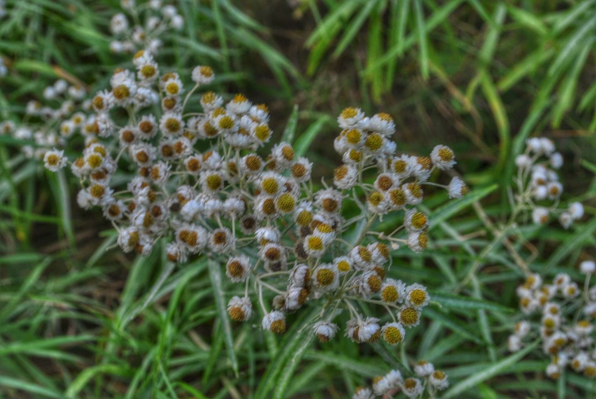 Imagem de Anaphalis margaritacea (L.) Benth.