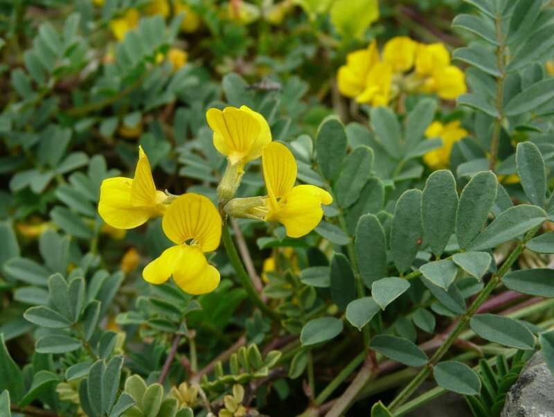 Image of Horseshoe-vetch