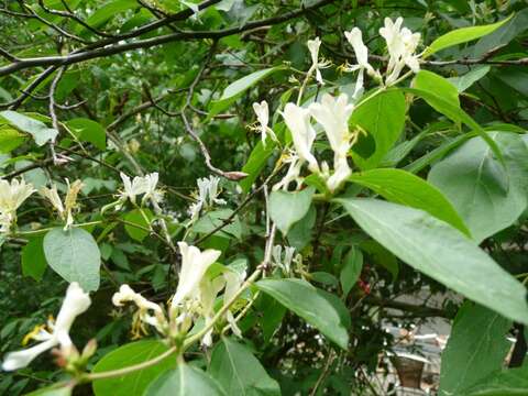 Слика од Lonicera maackii (Rupr.) Maxim.