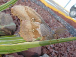 Image of Antheraea montezuma (Sallé 1856)