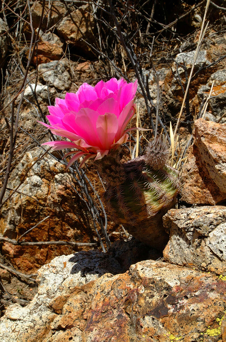 Image of Echinocereus schereri G. Frank