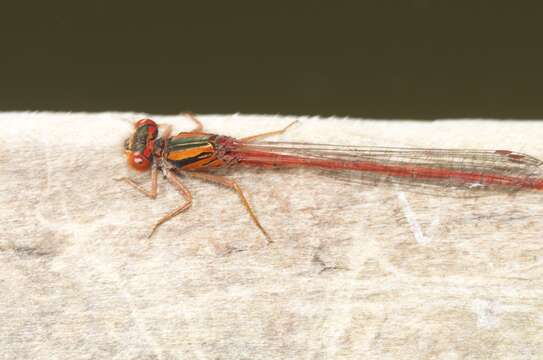 Image of Common Redcoat Damselfly