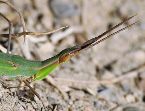 Image of Acrida ungarica (Herbst 1786)