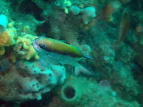 Sivun Chromis nitida (Whitley 1928) kuva