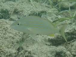 Image of Bluestriped Grunt