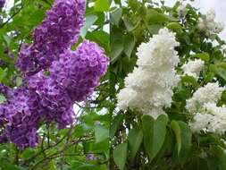 Image of Common Lilac