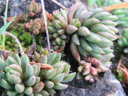 Image of spearleaf stonecrop