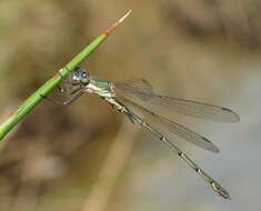 Image of Chalcolestes Kennedy 1920