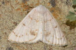 Image of Dyscia penulataria Hübner (1818)