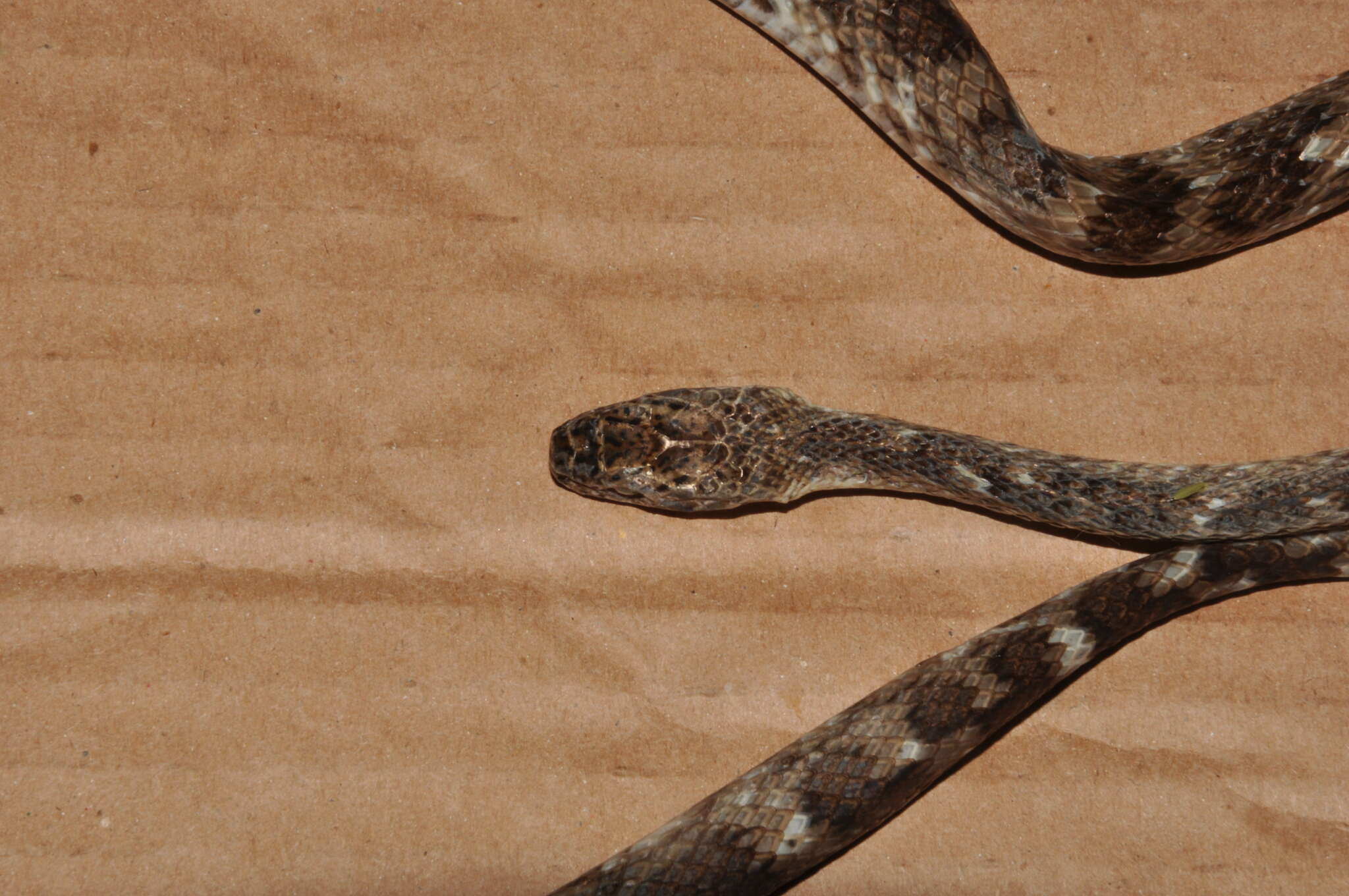 Image of Brazilian Spotted Night Snake