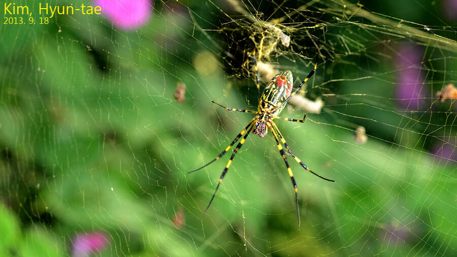 صورة Trichonephila clavata (L. Koch 1878)