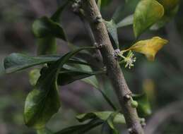 Image of Vasey's wild lime