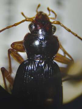 Image de Nebria (Reductonebria) eschscholtzii Ménétriés 1843