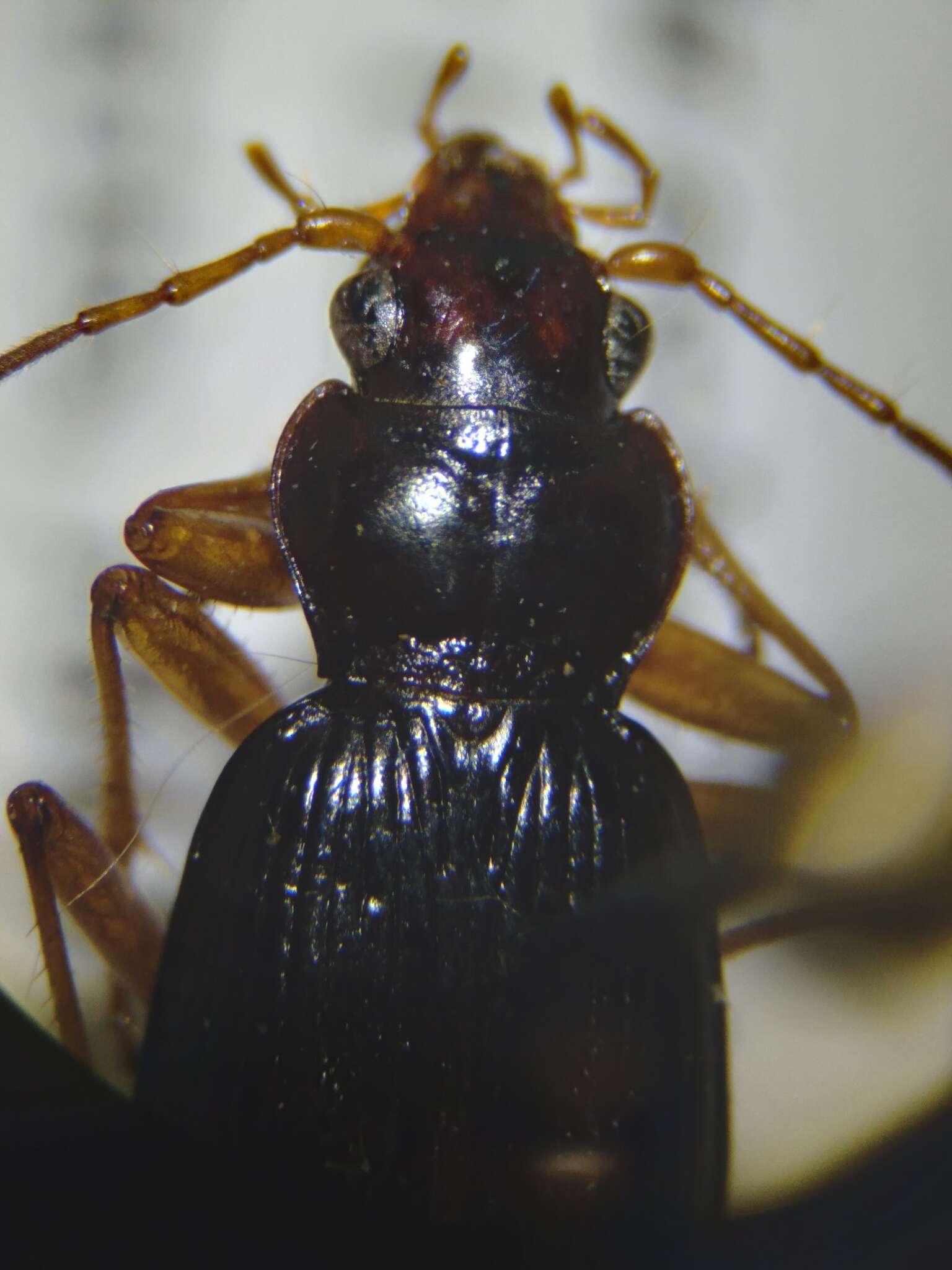 Image of Nebria (Reductonebria) eschscholtzii Ménétriés 1843